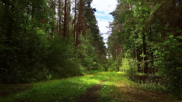 Конференция «Лесные экосистемы в условиях изменения климата»
